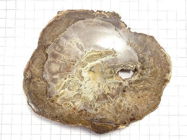 【動画】【1点もの】ペトリファイドウッド(珪化石) 原石スライス NO.21 サムネイル2