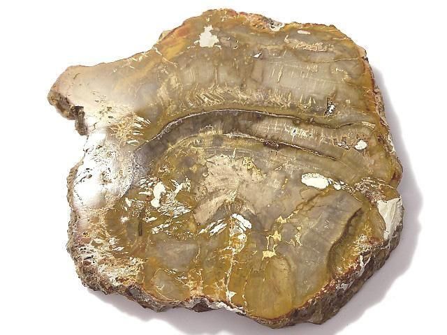 【動画】【1点もの】ペトリファイドウッド(珪化石) 原石スライス NO.24の画像
