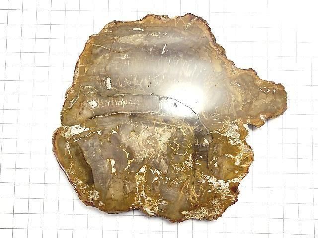 【動画】【1点もの】ペトリファイドウッド(珪化石) 原石スライス NO.24 サムネイル2