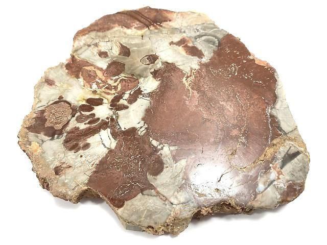 【動画】【1点もの】ペトリファイドウッド(珪化石) 原石スライス NO.27の画像