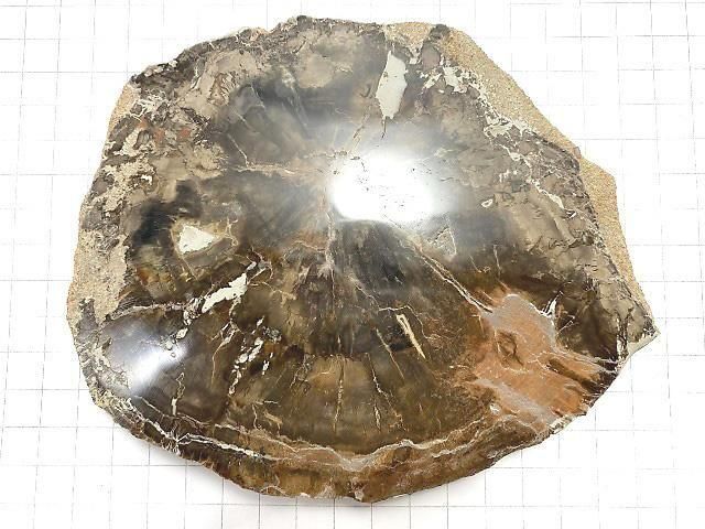 【動画】【1点もの】ペトリファイドウッド(珪化石) 原石スライス NO.29 サムネイル2