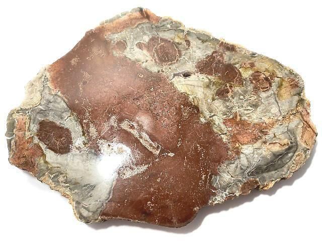 【動画】【1点もの】ペトリファイドウッド(珪化石) 原石スライス NO.30の画像
