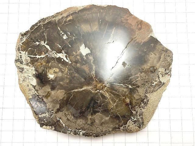 【動画】【1点もの】ペトリファイドウッド(珪化石) 原石スライス NO.31 サムネイル2