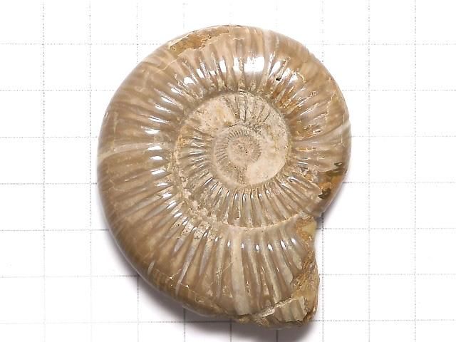 【動画】【1点もの】アンモナイトの化石 1個 NO.101 サムネイル2