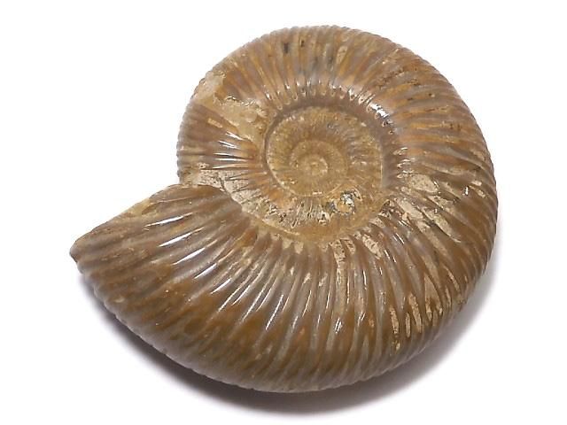 【動画】【1点もの】アンモナイトの化石 1個 NO.102の画像