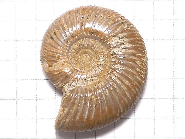 【動画】【1点もの】アンモナイトの化石 1個 NO.102 サムネイル2