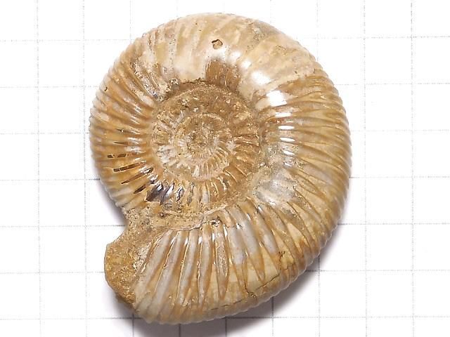 【動画】【1点もの】アンモナイトの化石 1個 NO.107 サムネイル2