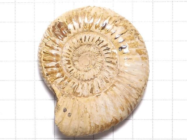 【動画】【1点もの】アンモナイトの化石 1個 NO.109 サムネイル2