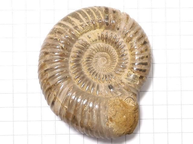 【動画】【1点もの】アンモナイトの化石 1個 NO.114 サムネイル2