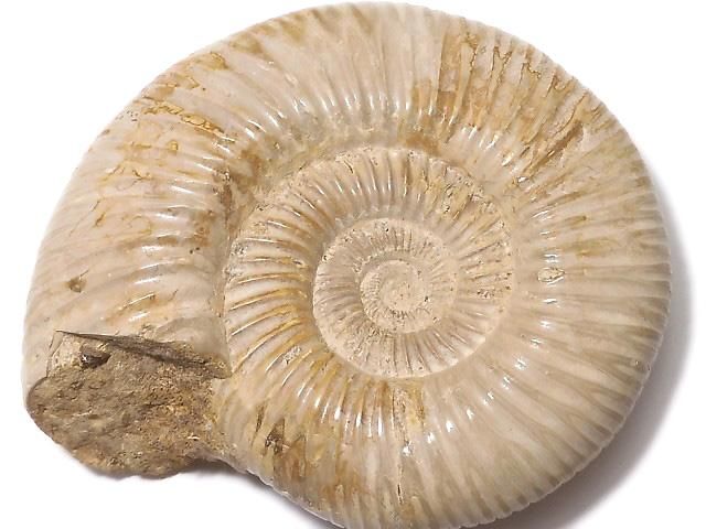 【動画】【1点もの】アンモナイトの化石 1個 NO.116の画像
