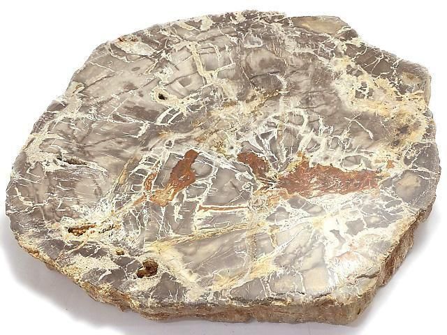【動画】【1点もの】ペトリファイドウッド(珪化石) 原石スライス NO.34の画像