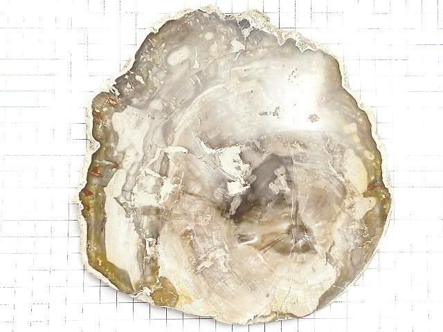 【動画】【1点もの】ペトリファイドウッド(珪化石) 原石スライス NO.36 サムネイル2
