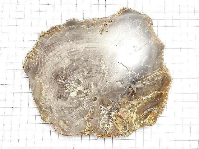 【動画】【1点もの】ペトリファイドウッド(珪化石) 原石スライス NO.37 サムネイル2