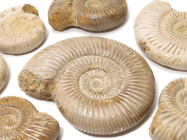 【動画】アンモナイトの化石 1個の画像