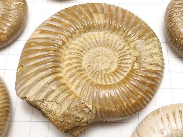 【動画】アンモナイトの化石 1個 サムネイル2