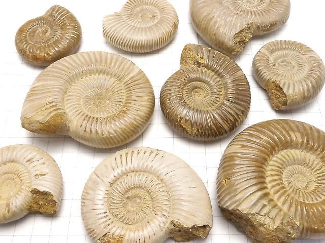 【動画】アンモナイトの化石 1個 サムネイル4