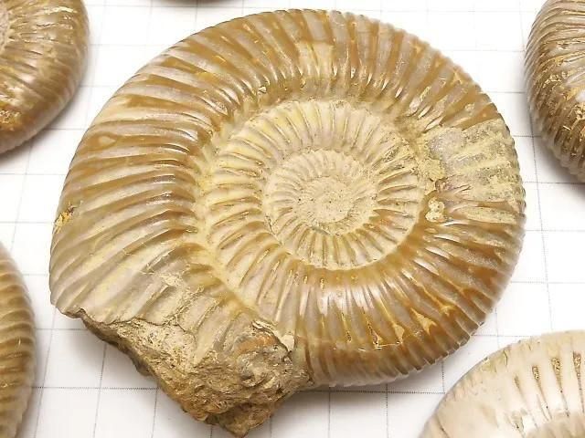 【動画】アンモナイトの化石 1個 サムネイル2
