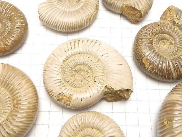 【動画】アンモナイトの化石 1個 サムネイル3
