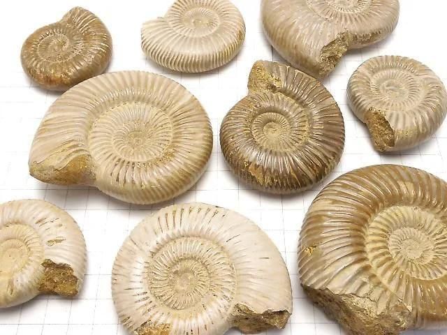 【動画】アンモナイトの化石 1個 サムネイル4