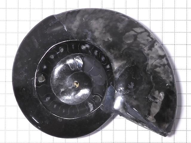 【動画】【1点もの】アンモナイトの化石 プレート 1個 NO.205 サムネイル2
