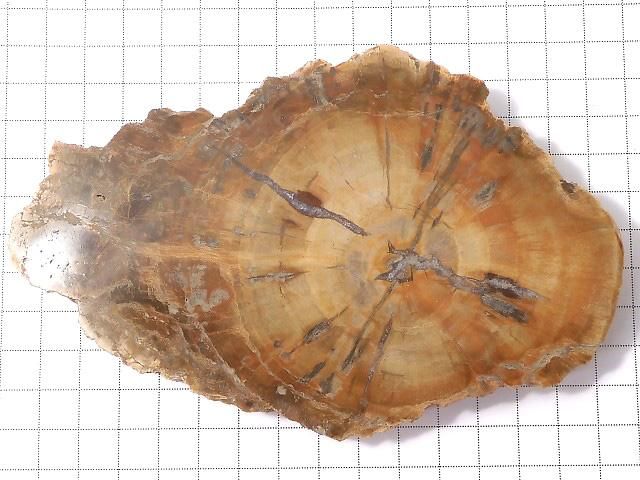 【動画】【1点もの】ペトリファイドウッド(珪化石) 原石スライス NO.38 サムネイル2