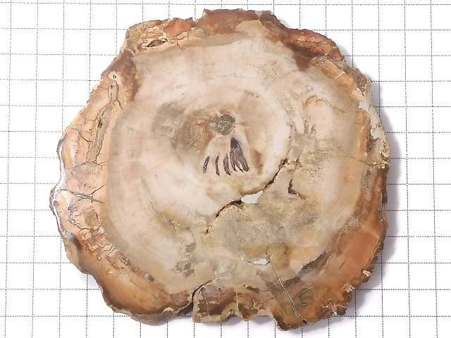 【動画】【1点もの】ペトリファイドウッド(珪化石) 原石スライス NO.40 サムネイル2