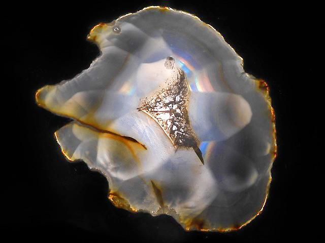 ưۡ1Ρۥꥹ 饤 1 NO.231β