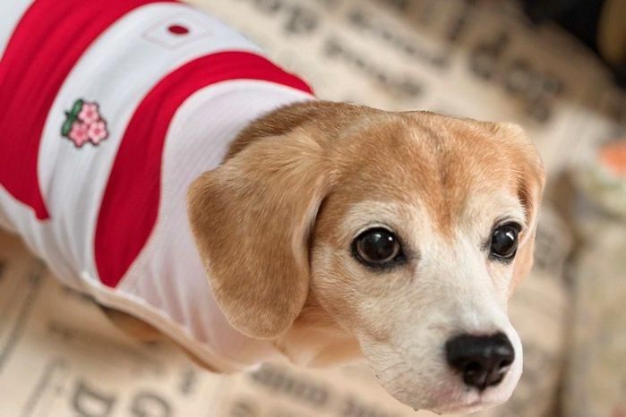 Dog Tシャツ レッド ドッグデコ 犬と人の健やかな暮らしのために Dog Tシャツ レッド ドッグデコ 犬と人の健やかな暮らしのために