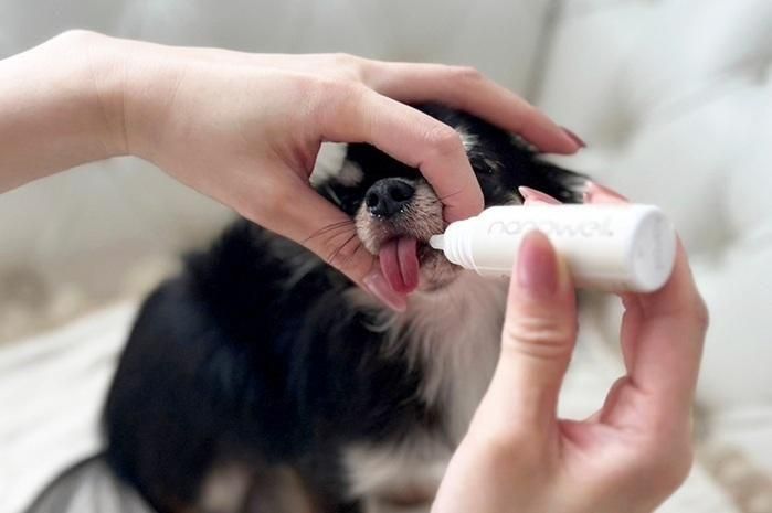 楽天市場】【プレゼント付】ナノウエル オーラルケア forDOG 犬