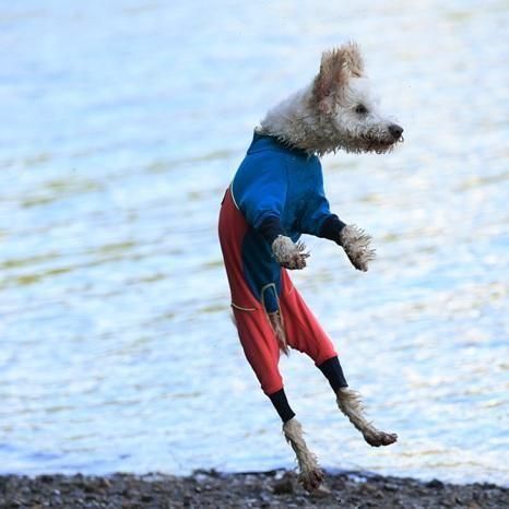 犬服・アクセサリー Alphaicon W.FULL DOG GUARD RETRO SKI ML アルファアイコン W.FULL DOG GUARD - ドッグデコ | 犬と人の