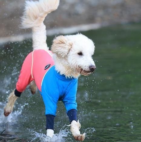 アルファアイコン W.FULL DOG GUARD - ドッグデコ | 犬と人の