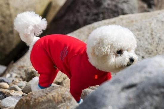 ALPHAICON - ドッグデコ | 犬と人の健やかな暮らしのために