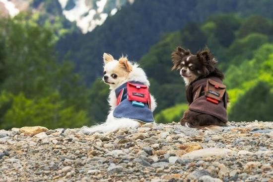 アルファアイコン AIR LINER - ドッグデコ | 犬と人の健やかな