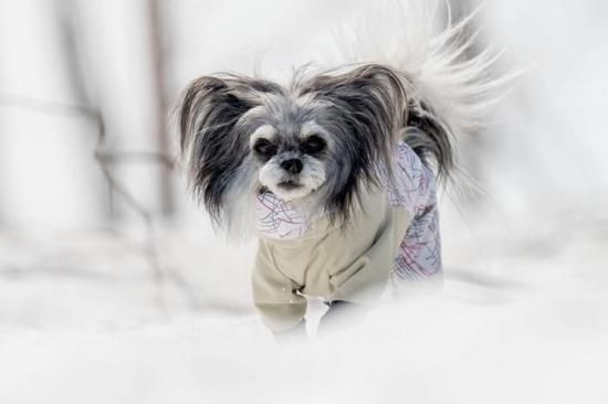 <img class='new_mark_img1' src='https://img.shop-pro.jp/img/new/icons14.gif' style='border:none;display:inline;margin:0px;padding:0px;width:auto;' />ե ɥåɥ