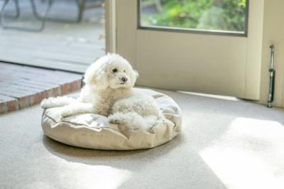NEIGHBORHOOD CIRCLE DOG BED ネイバーフッド 犬ベッド NEIGHBORHOOD CIRCLE DOG BED ネイバーフッド 犬ベッド