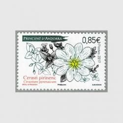 ɥʩɳ2017ǯCerastium pyrenaicum<img class='new_mark_img2' src='https://img.shop-pro.jp/img/new/icons5.gif' style='border:none;display:inline;margin:0px;padding:0px;width:auto;' />