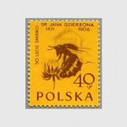 ݡ 1956ǯϥ