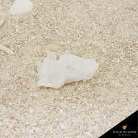 <img class='new_mark_img1' src='https://img.shop-pro.jp/img/new/icons14.gif' style='border:none;display:inline;margin:0px;padding:0px;width:auto;' />��1���¤�ۡɸ��ο徽�ɥȥޥ����󥵥������饹��������91