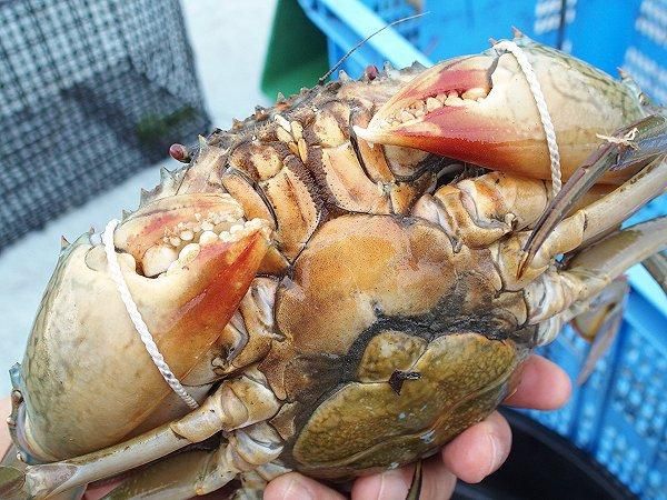 エドモンド　ぬカニ 000000127496-01-l.jpg?t=