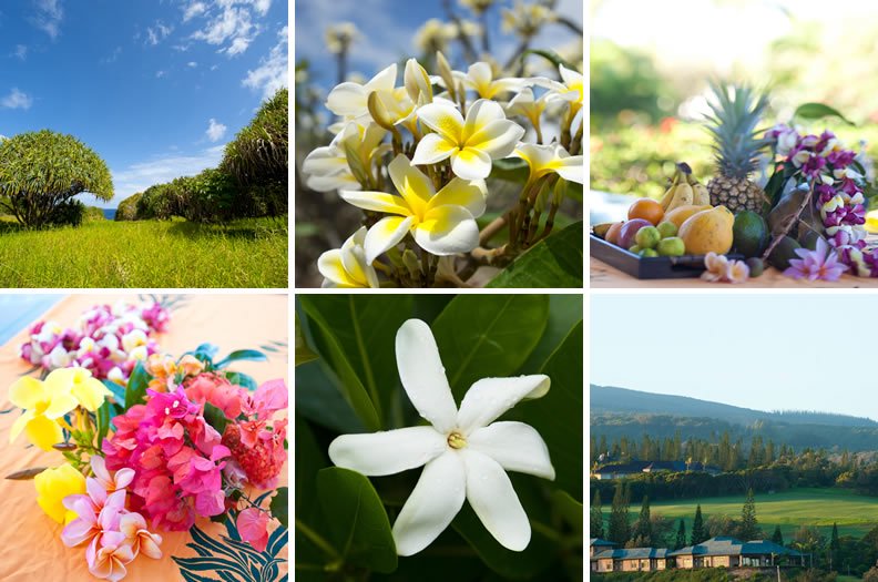 アロマオイル特集 - ハワイアン雑貨、プルメリアやハワイ植物の通販専門店 | Lani Hawaii（ラニハワイ）