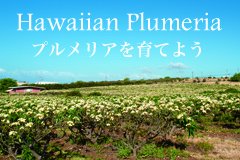 ハワイアングリーン：プルメリアについて