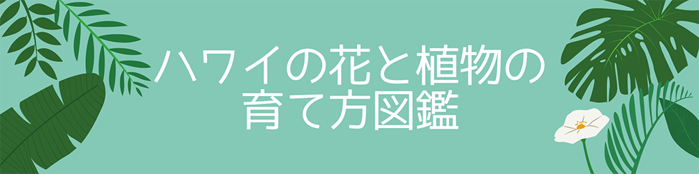 ハワイアン・セレクトショップ | Lani Hawaii (ラニハワイ)
