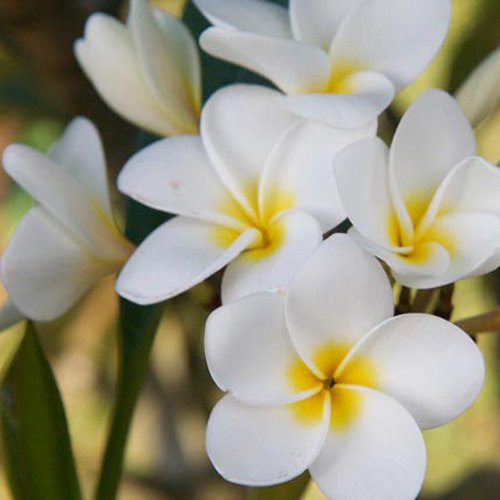 Maui Plumeria Garden】King Kalakaua／キングカラカウア ［プルメリア