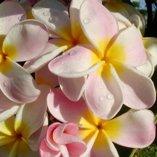 Maui Plumeria Garden Pink Kiss ピンクキス プルメリア鉢植え Hgpl 171h ハワイアン雑貨 プルメリアやハワイ植物の通販専門店 Lani Hawaii ラニハワイ