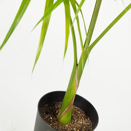女王ヤシ　観葉植物 クイーンパーム(女王ヤシ)