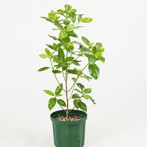 限定数入荷 !!!】ナーヌ Nanu(ハワイ固有種)・4号/5号/HGPL-408 限定数入荷 !!!】ナーヌ Nanu(ハワイ固有種)・4号/5号/HGPL-408
