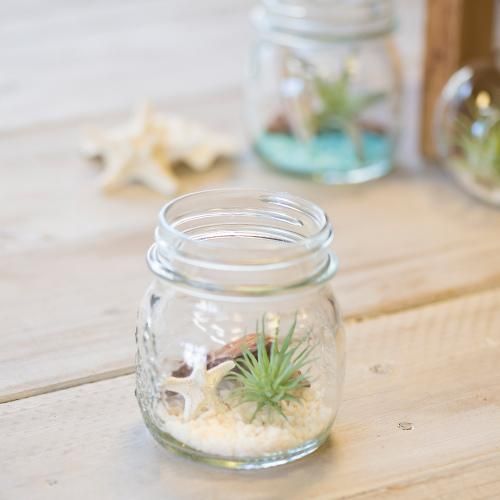 ハワイアンテラリウム スターフィッシュ Bormioli Rocco Jar sサイズ ハワイアン雑貨 プルメリアやハワイ植物の通販専門店 Lani Hawaii ラニハワイ ハワイアンテラリウム スターフィッシュ Bormioli Rocco Jar sサイズ ハワイアン雑貨 プルメリアやハワイ植物の通販専門店 Lani Hawaii ラニハワイ