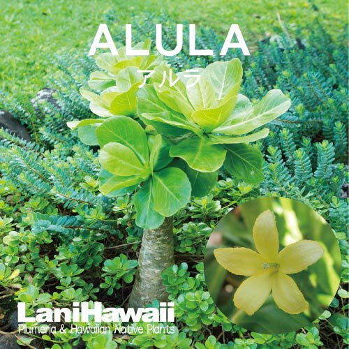 限定入荷！】アルラ Alula・5L号／HGPL-521 ☆ - ハワイアン・セレクトショップ | Lani Hawaii (ラニハワイ)