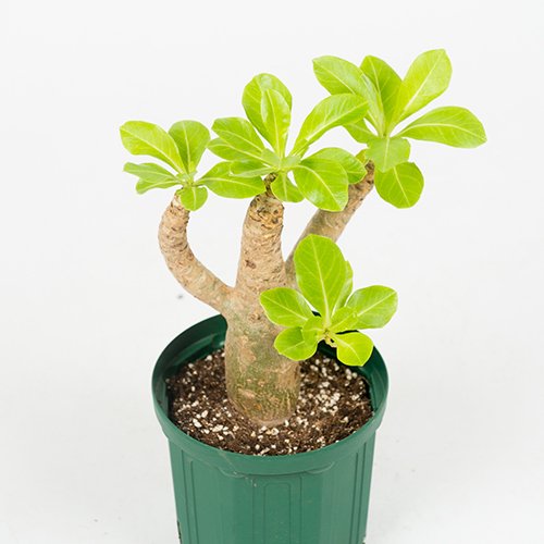 ブリガミア インシグニス (alula/アルラ)塊根植物 - 植物/観葉植物