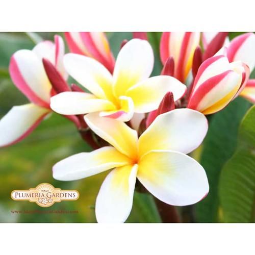 Maui Plumeria Garden Julie Moragne ジュリーモラーン プルメリア鉢植え Hgpl 176h ハワイアン雑貨 プルメリアやハワイ植物の通販専門店 Lani Hawaii ラニハワイ